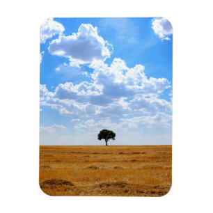 Tree in an harvested wheat field magnet