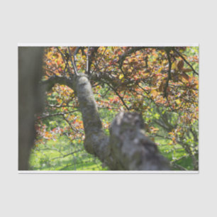 Tree in Autumn Photography Tissue Paper