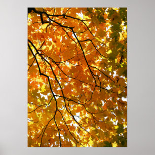 Tree in Autumn Poster