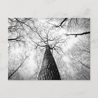 Tree in black and white postcard