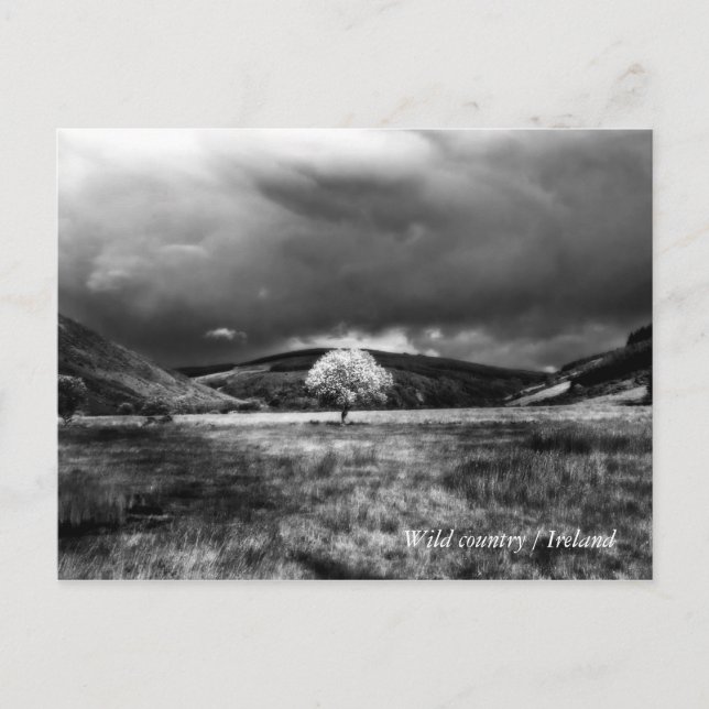 Tree in countryside postcard (Front)