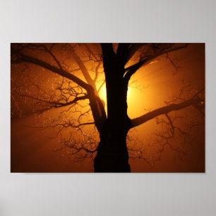 Tree In Fog At Night Poster