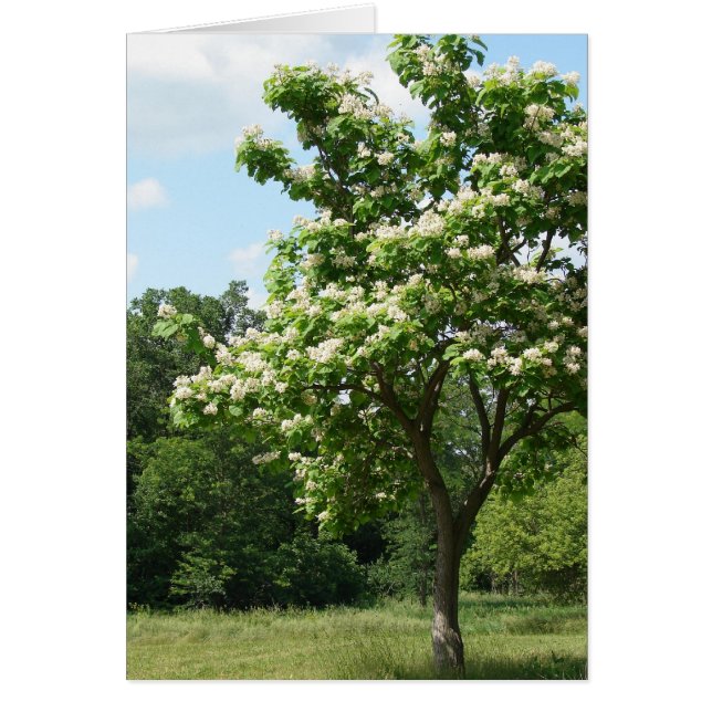 Tree in Full Bloom (Front)
