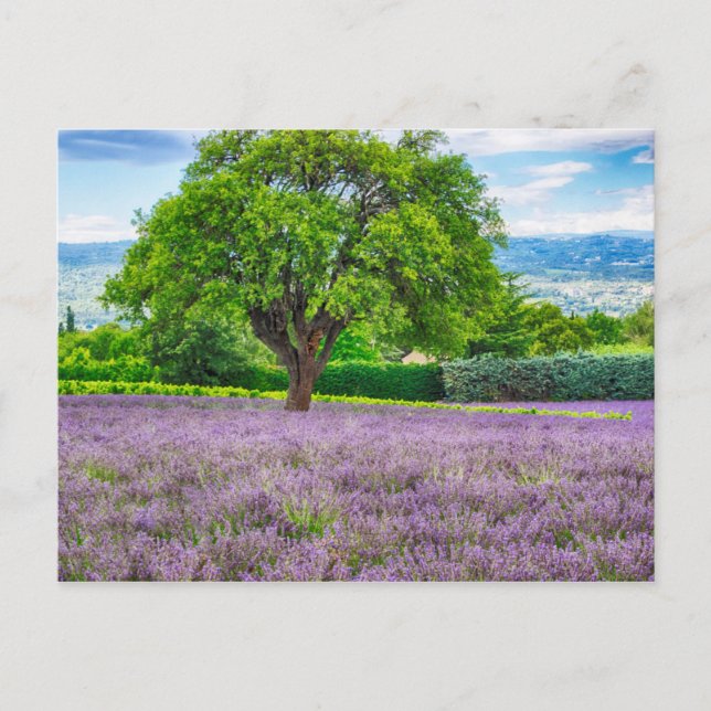 Tree in Lavender Field, France Postcard (Front)