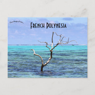 Tree in Mo'orea French Polynesia Postcard