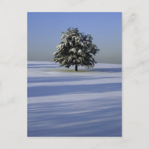 Tree in snow covered landscape postcard