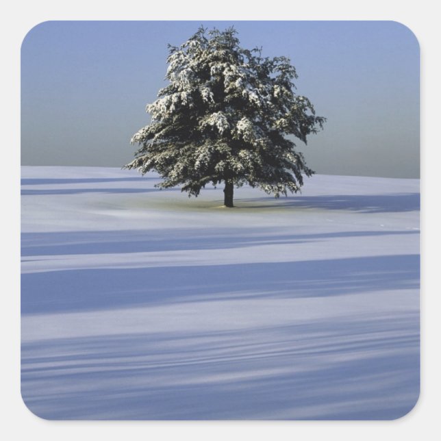 Tree in snow covered landscape square sticker (Front)