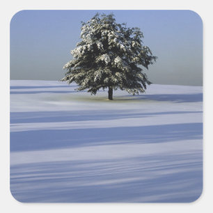 Tree in snow covered landscape square sticker