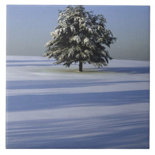 Tree in snow covered landscape tile