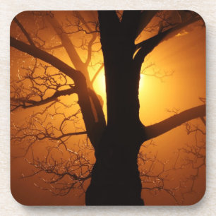Tree In The Fog Cork Coasters