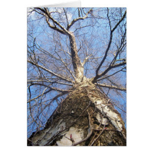 Tree in Winter