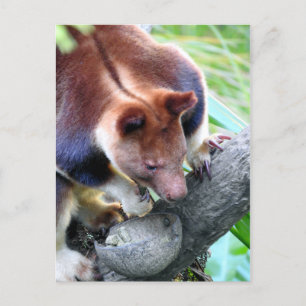 Tree Kangaroo Announcement Postcard