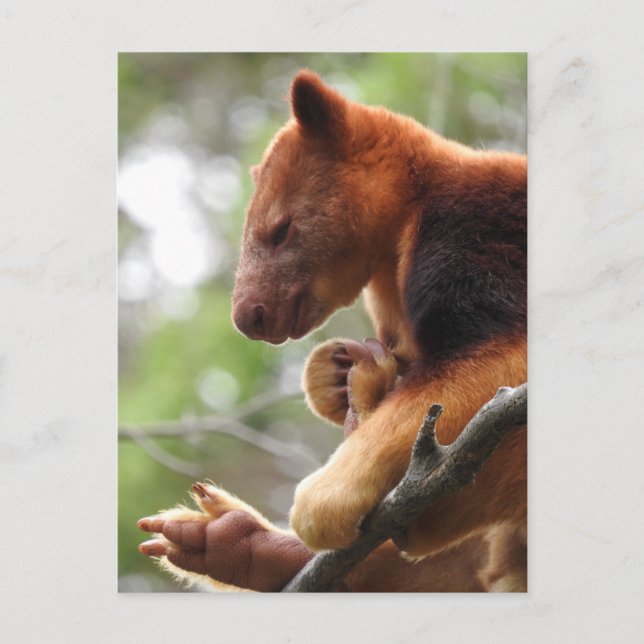 Tree Kangaroo Postcard (Front)