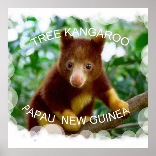 Tree kangaroo poster (Front)