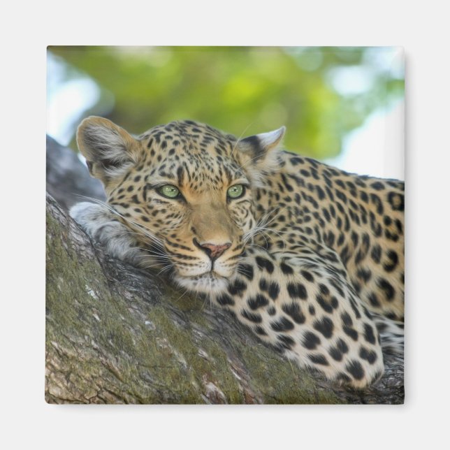 tree leopard magnet (Front)