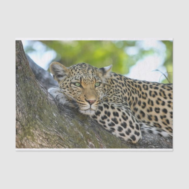 tree leopard tissue paper (Front)