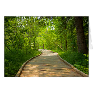 Tree-Lined Path