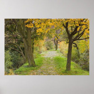 Tree-lined Path in Autumn Poster