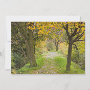 Tree-lined Path in Autumn Thank You Card
