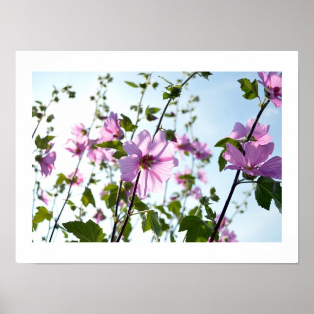 Tree Mallow Blooms in Summer Poster (Front)