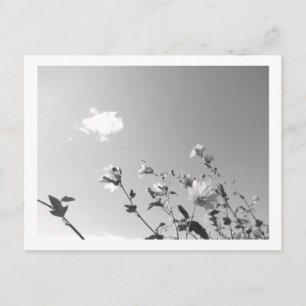 Tree Mallow in Bloom Postcard