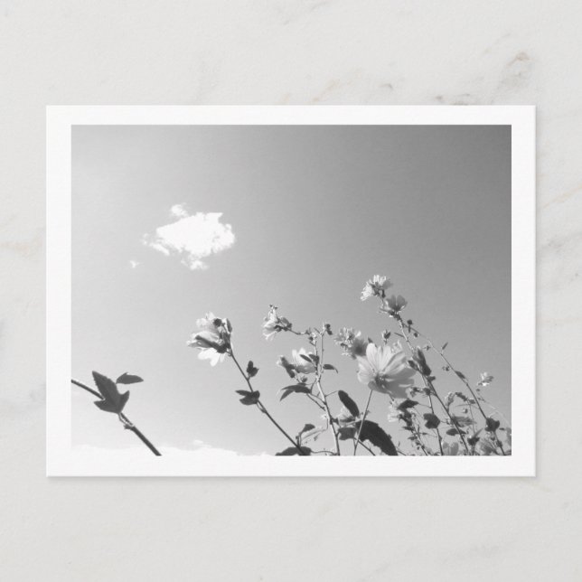 Tree Mallow in Bloom Postcard (Front)