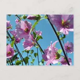 Tree Mallow (Lavatera arborea) Postcard