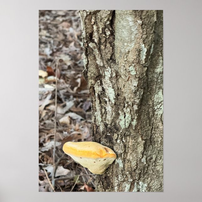 Tree Mushroom Poster (Front)