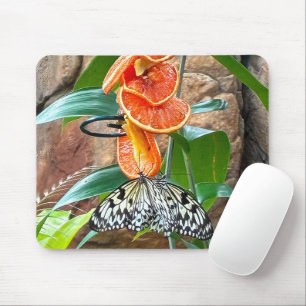 Tree Nymph Butterflies Feeding On Oranges Mouse Pad