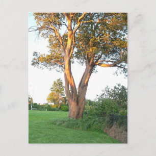 Tree Nymph Postcard