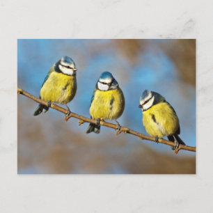 Tree-o Postcard
