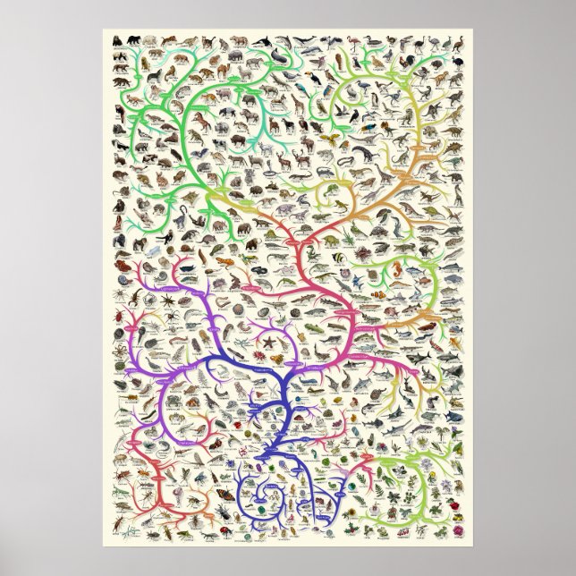 Tree of Life Darwinian Theory of Evolution Poster (Front)