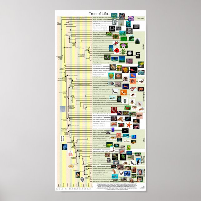 Tree of Life evolution poster (Front)