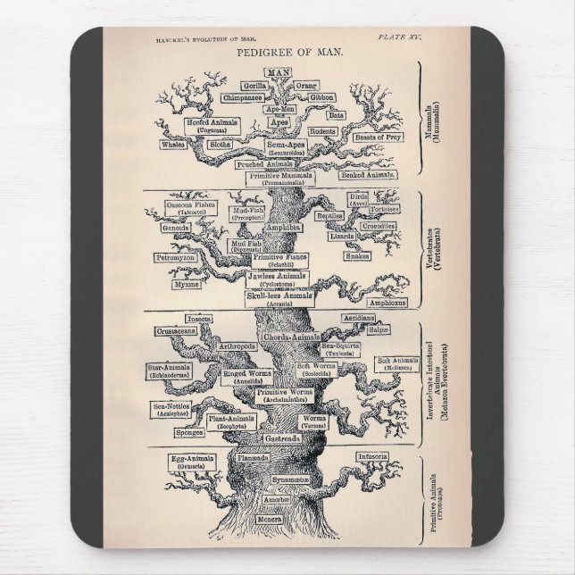 Tree Of Life / Pedigree Of Man Mouse Pad (Front)