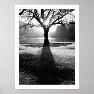 Tree of Light: Derwentwater, Cumbria  Poster
