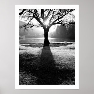 Tree of Light: Derwentwater, Cumbria  Poster