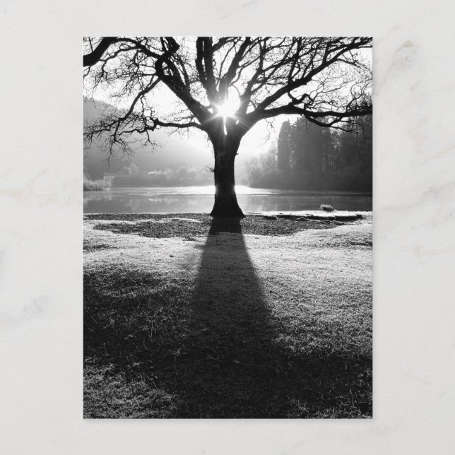 Tree of Light: Derwentwater, Lake District Postcard (Front)