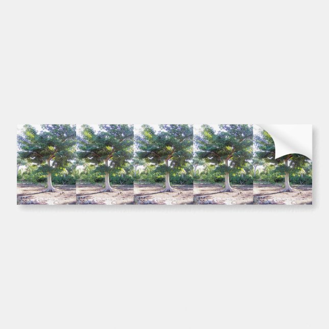 Tree of Wisdom-bumper sticker (Front)