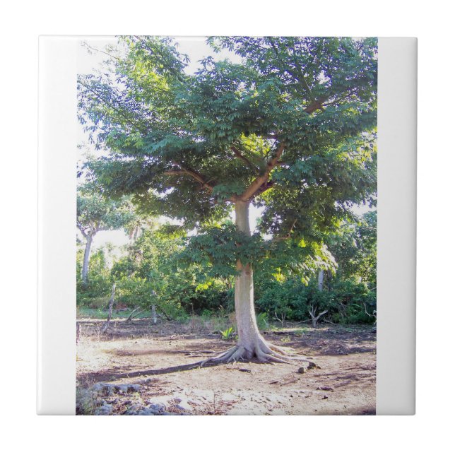 Tree of Wisdom-tile Ceramic Tile (Front)