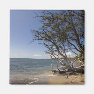 Tree On A Beach Along The Coastline Magnet