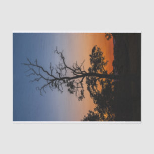 Tree on a sunset background tissue paper