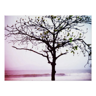 Tree on Beach, Santos, Brazil Poster