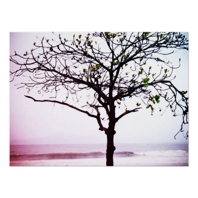 Tree on Beach, Santos, Brazil Poster (Front)