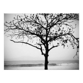 Tree on Beach, Santos, Brazil Poster