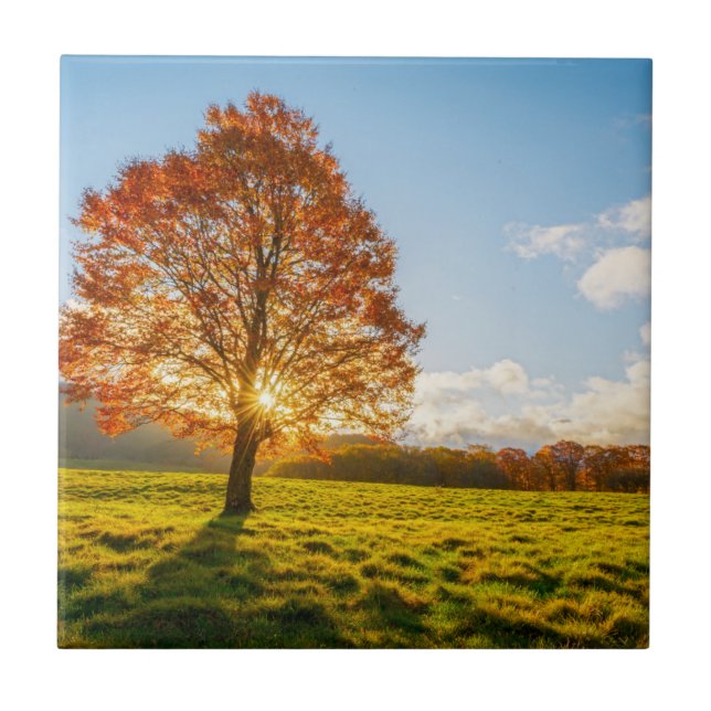 Tree on Fire Ceramic Tile (Front)