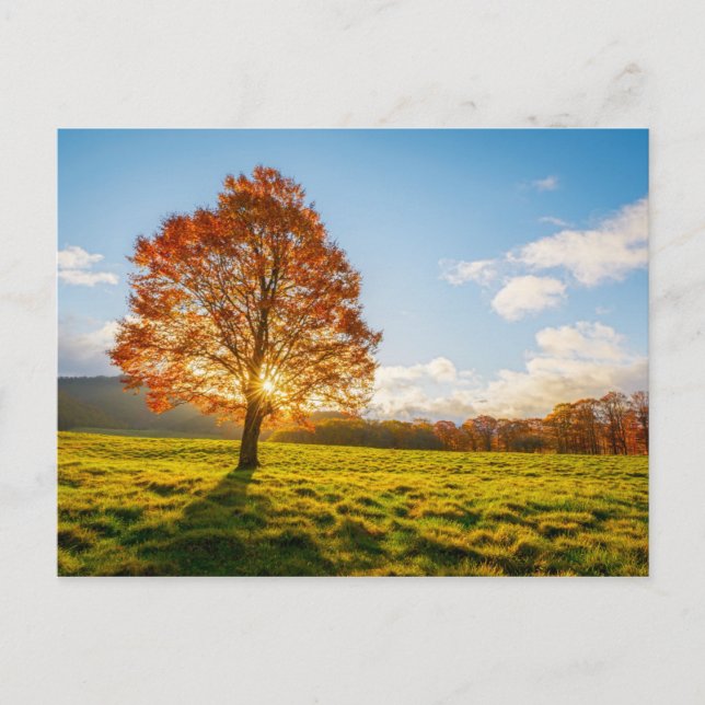 Tree on Fire Postcard (Front)