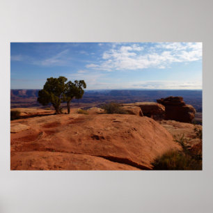 Tree Out of Red Rocks I at Canyonlands Poster