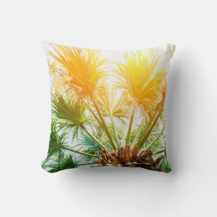 Tree palm bright sun summer background. tropical p cushion