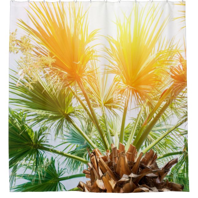Tree palm bright sun summer background. tropical p shower curtain (Front)