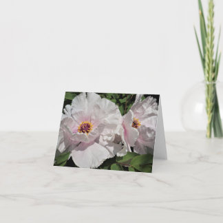 Tree Peonies Note Card